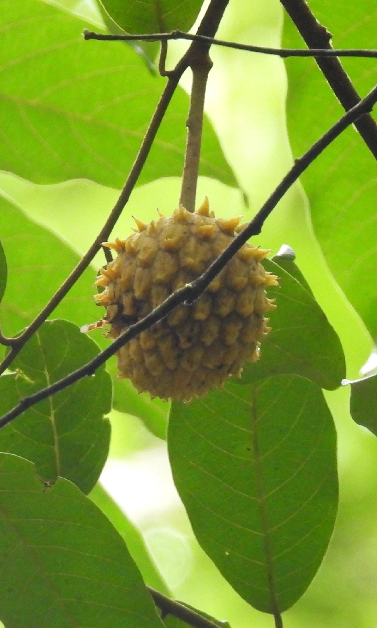 Biribá (Annona mucosa), plantas, fotografado em Boiçucanga, São Sebastião