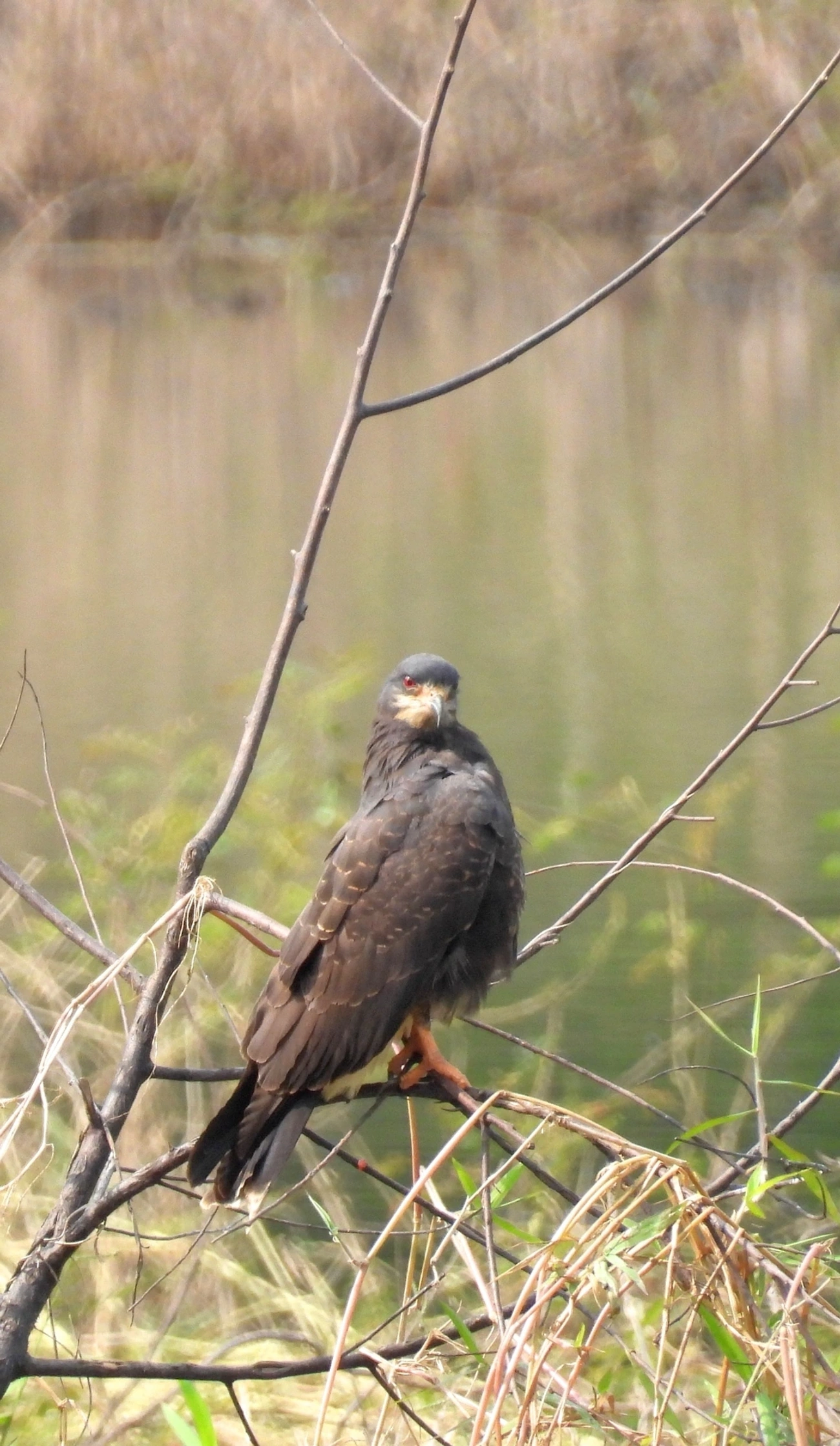 Gavião-caramujeiro (Rostrhamus sociabilis), aves, fotografado em Santa Isabel