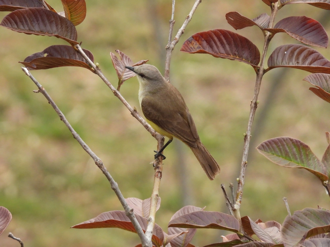 Suiriri-cavaleiro (Machetornis rixosa), aves, fotografado em Rodovia BR 354, Itamonte