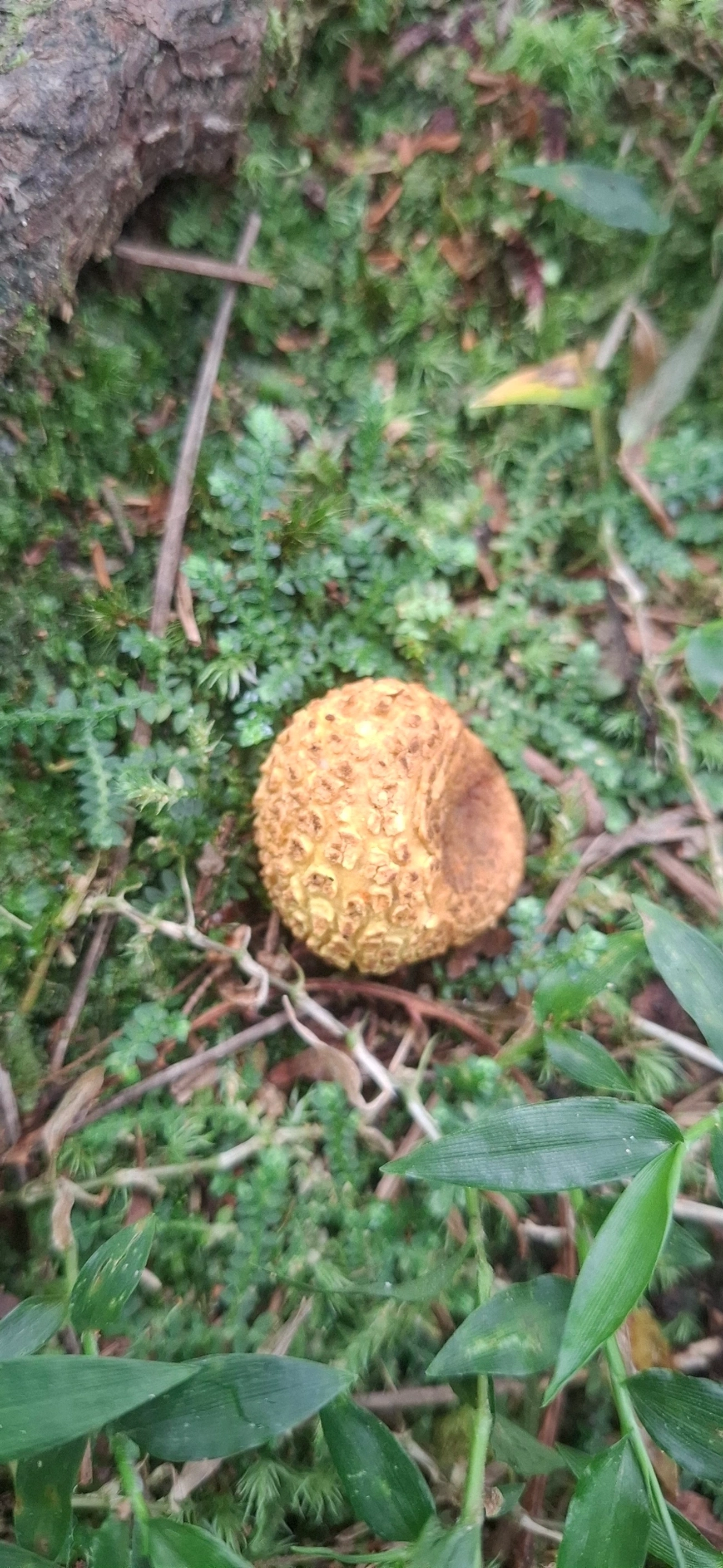 Scleroderma, fungos, fotografado em Pedra Selada