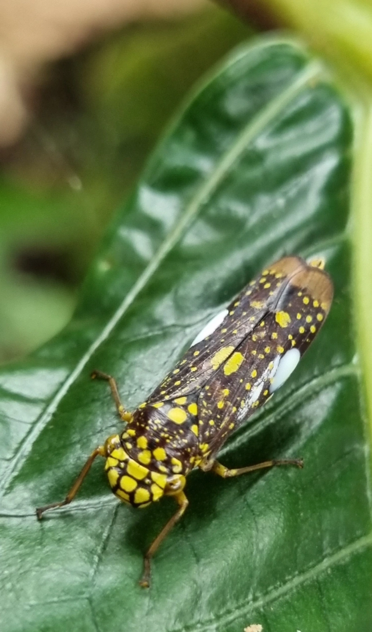 Cigarrinha-de-espinho (Molomea magna), insetos, fotografado em Paúba, São Sebastião