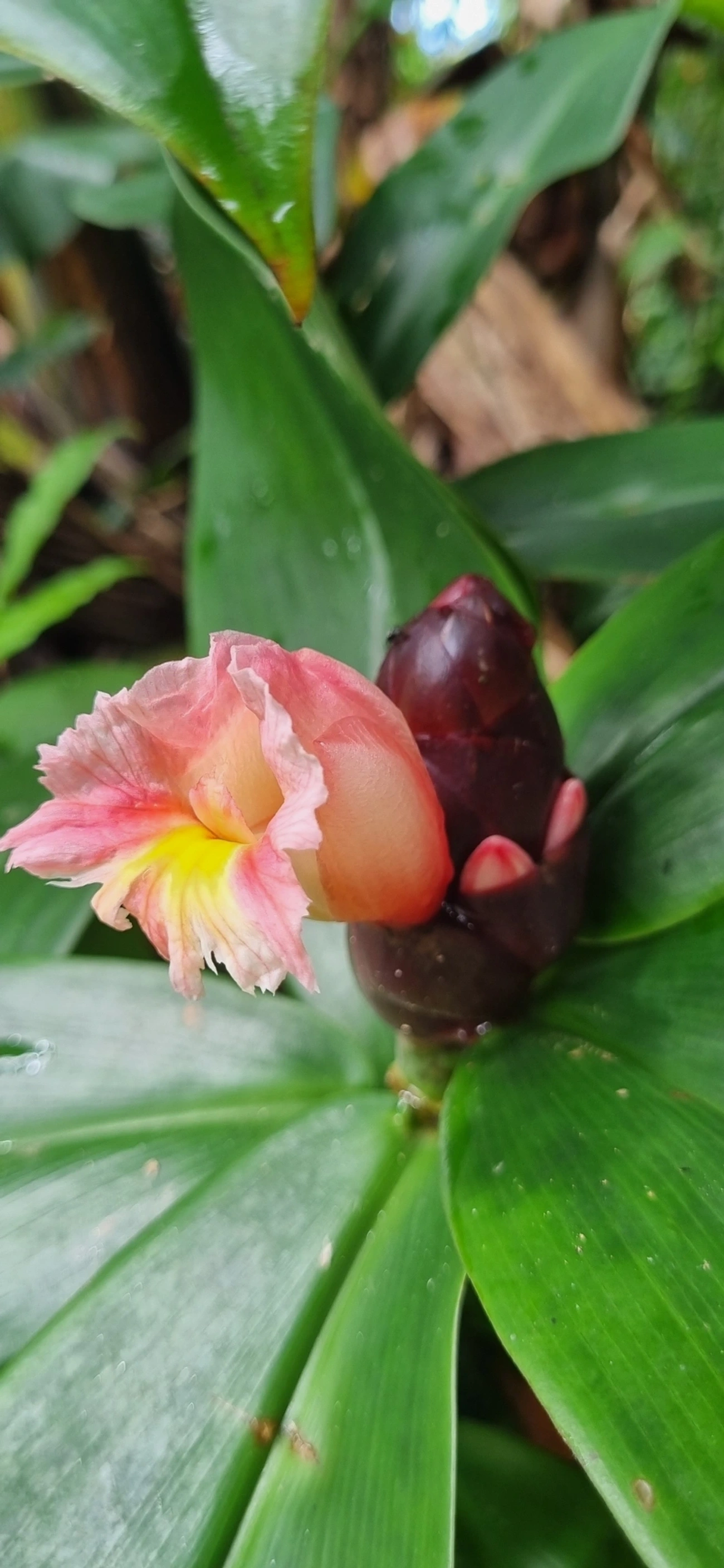 Cana-de-macaco (Costus atlanticus), plantas, fotografado em Maresias, São Sebastião