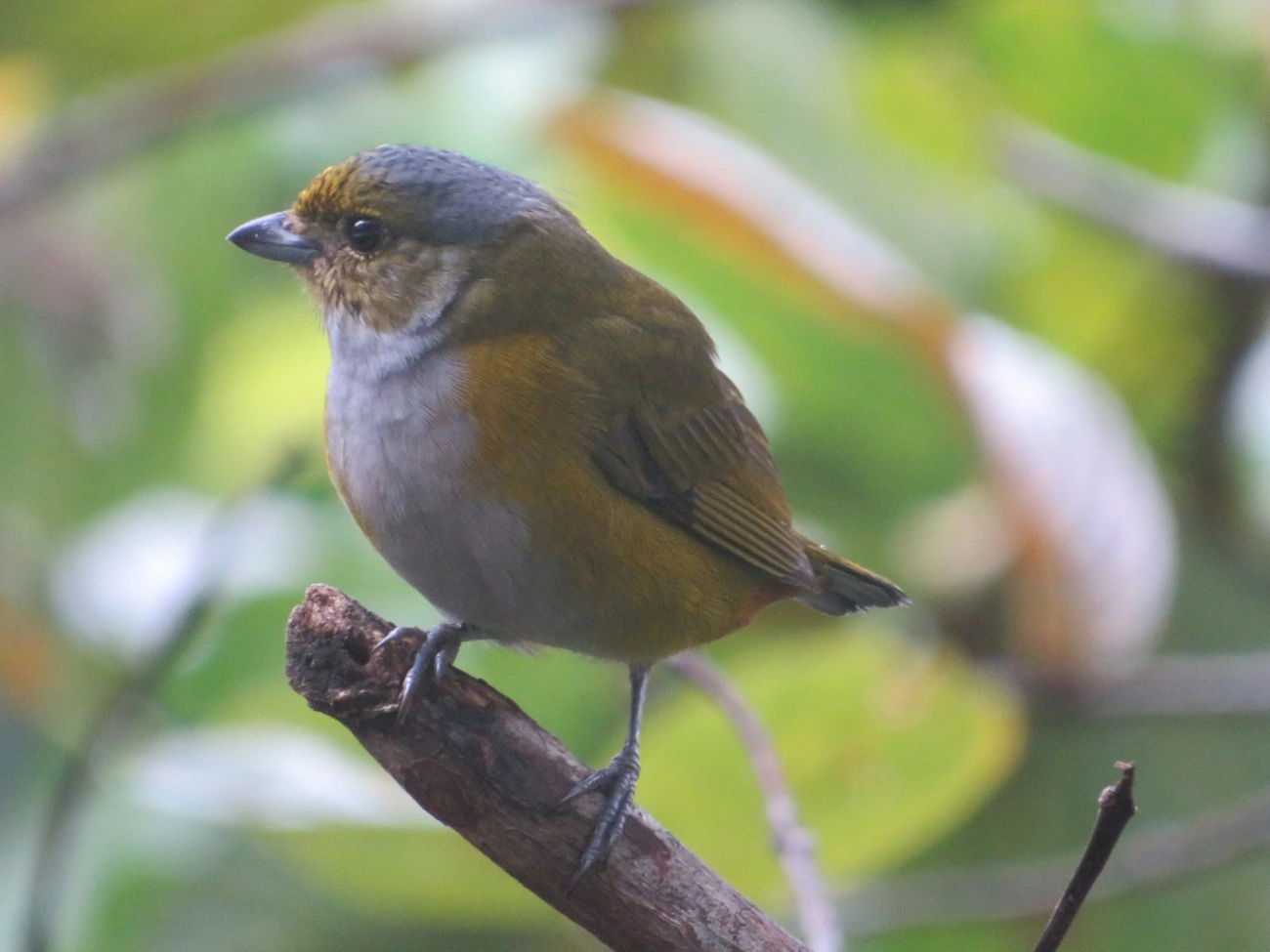 Ferro-velho (Euphonia pectoralis), aves, fotografado em Maresias, São Sebastião