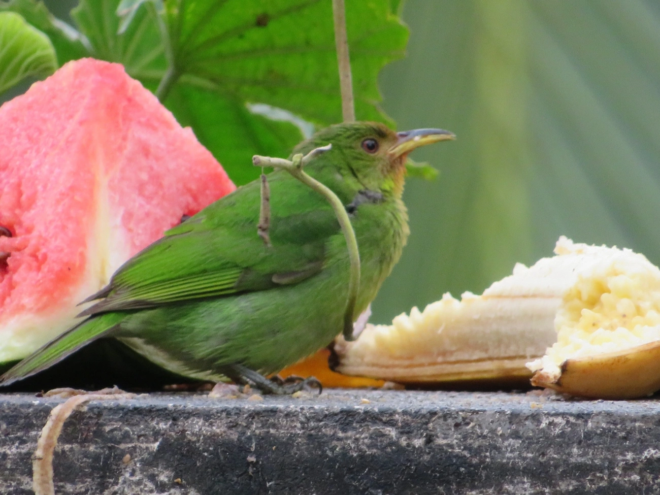 Saí-verde (Chlorophanes spiza), aves, fotografado em Maresias, São Sebastião