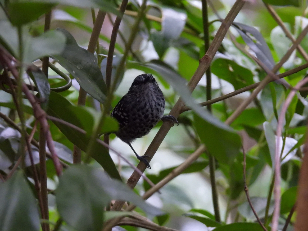 Pintadinho (Drymophila squamata), aves, fotografado em Maresias, São Sebastião
