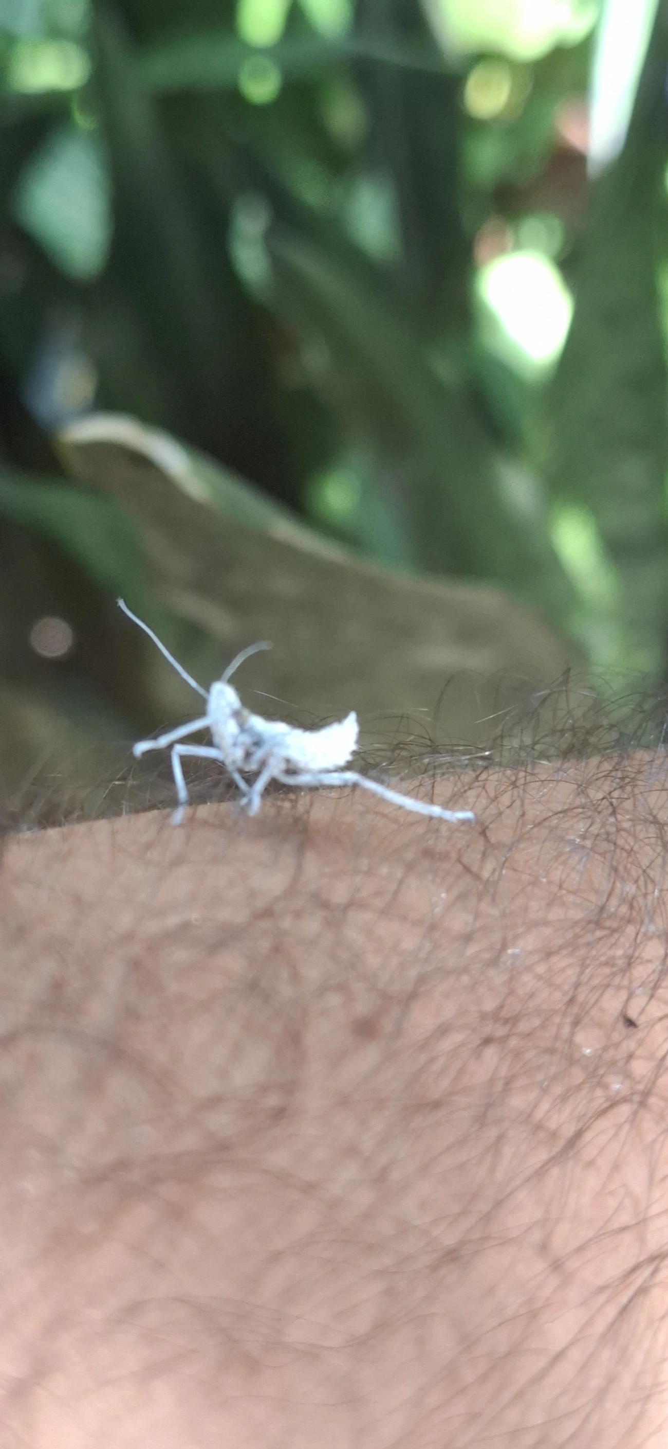 Harpactor, insetos, fotografado em Paúba, São Sebastião