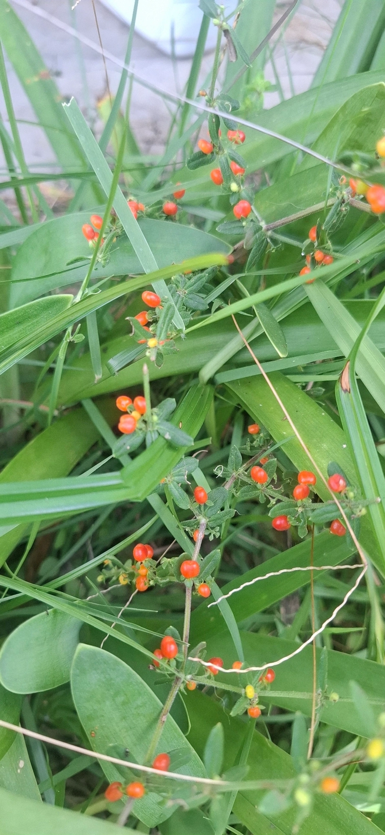 Saco-de-Touro (Galium hypocarpium), plantas, fotografado em Guararema