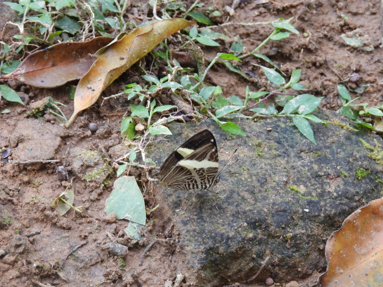 Borboleta-Zebra (Colobura dirce), insetos, fotografado em Cambaquara, Ilhabela
