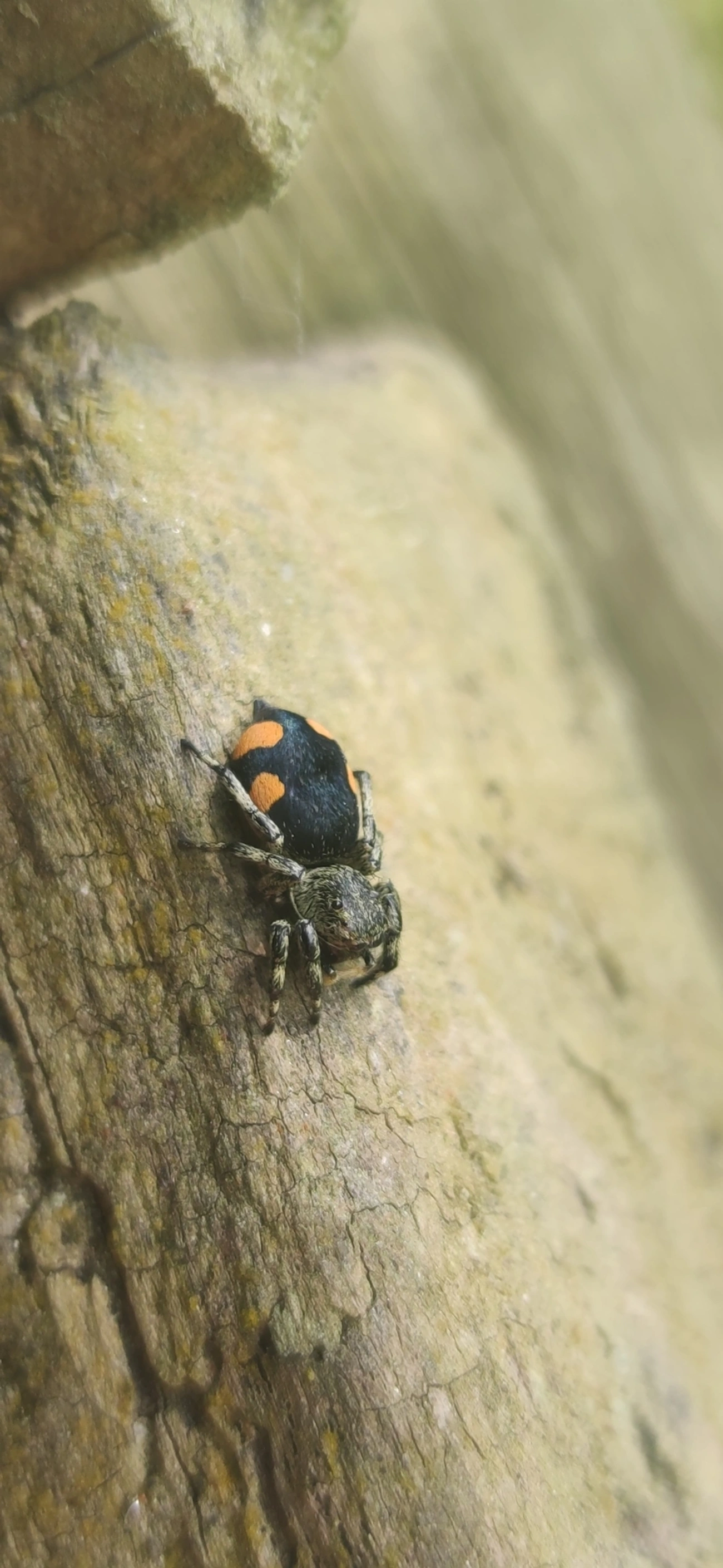 Phiale gratiosa, aracnídeos, fotografado em Camburí, São Sebastião