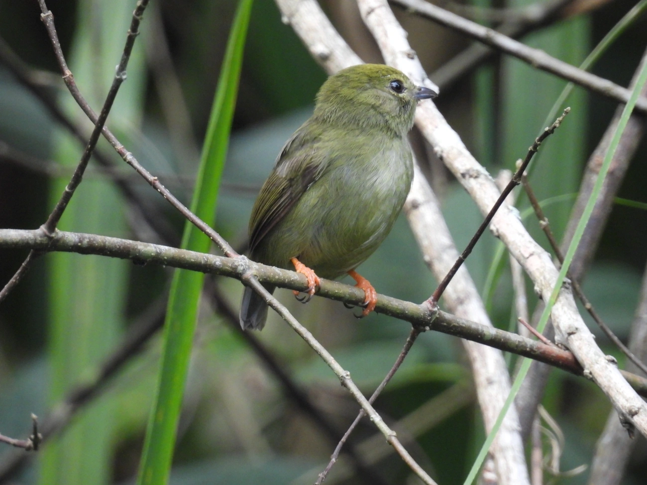 Rendeira (Manacus manacus), aves, fotografado em Maresias, São Sebastião