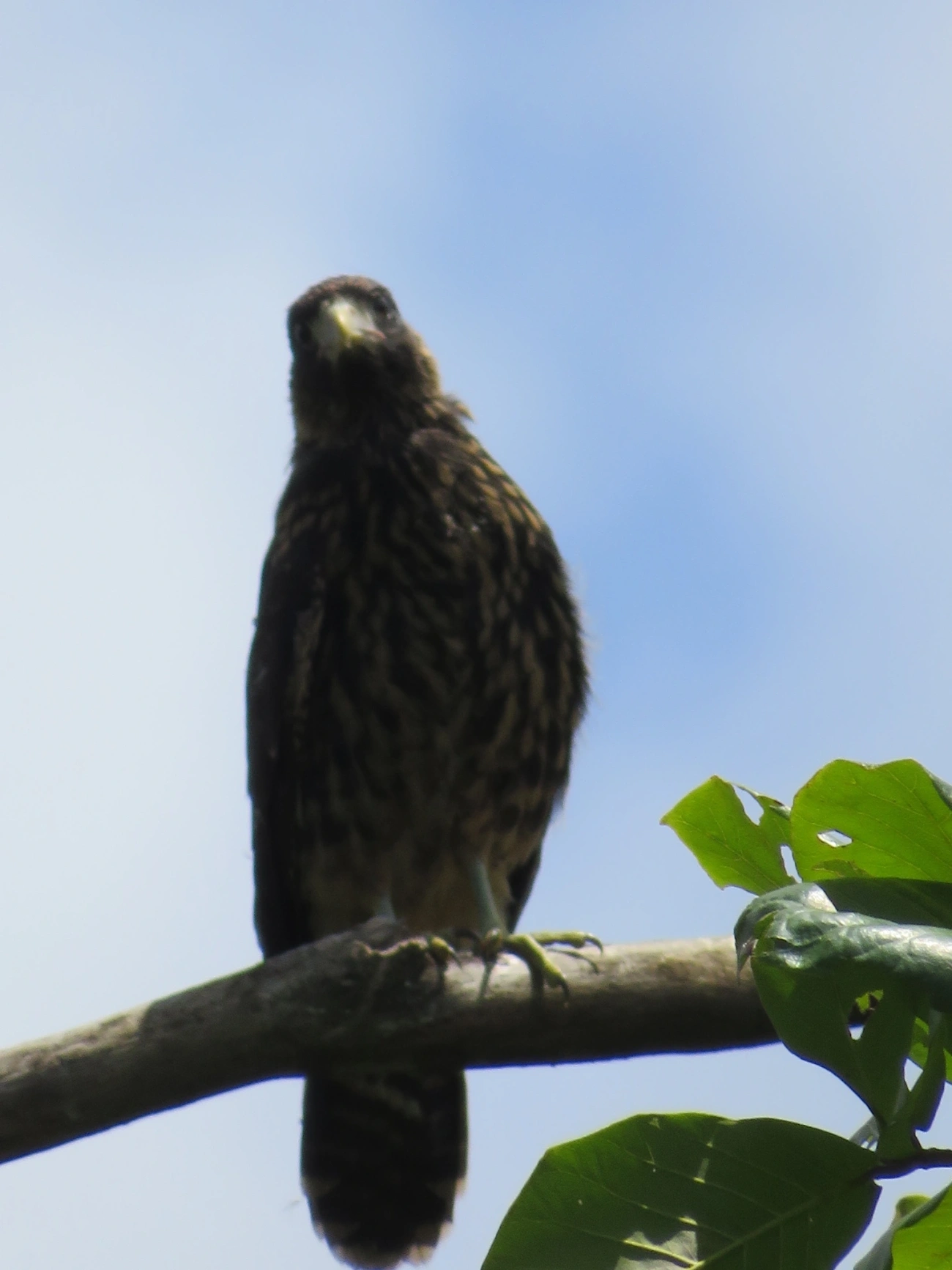 Carrapateiro (Daptrius chimachima), aves, fotografado em Maresias, São Sebastião