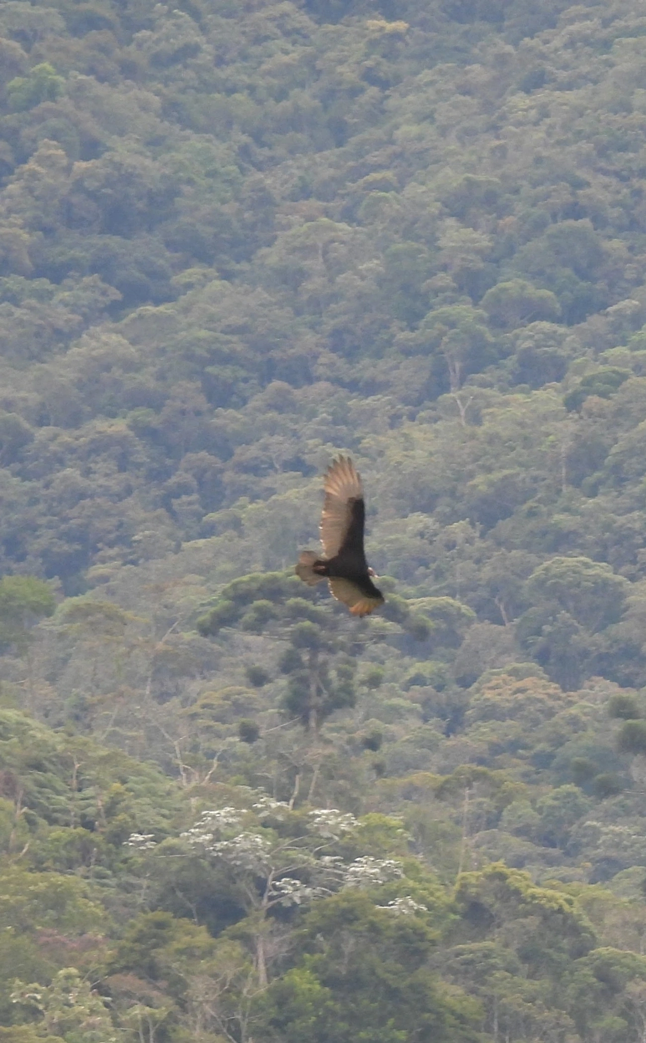 Urubu-de-cabeça-vermelha (Cathartes aura), aves, fotografado em Queluz