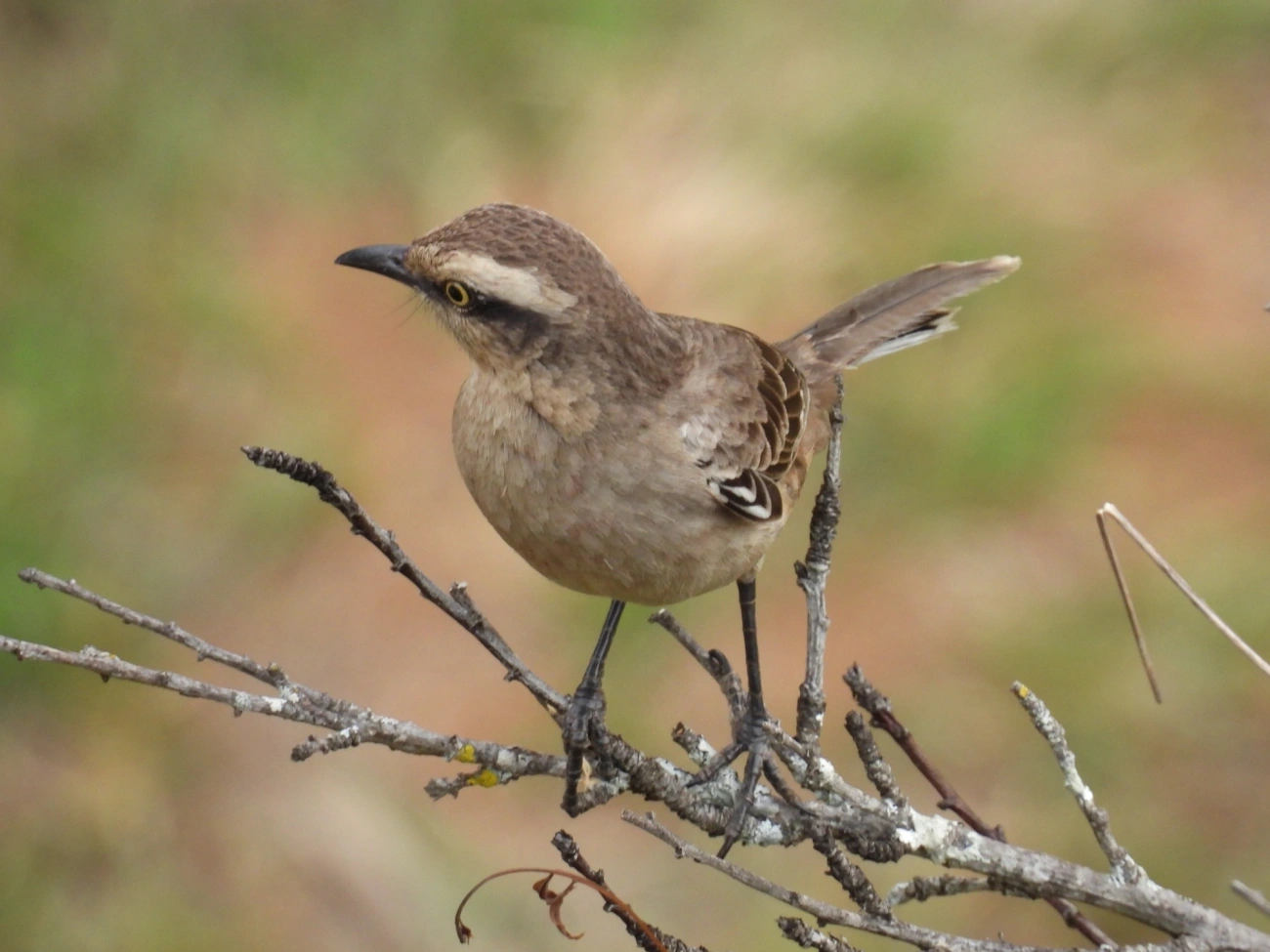 Sabiá-do-campo (Mimus saturninus), aves, fotografado em Itamonte