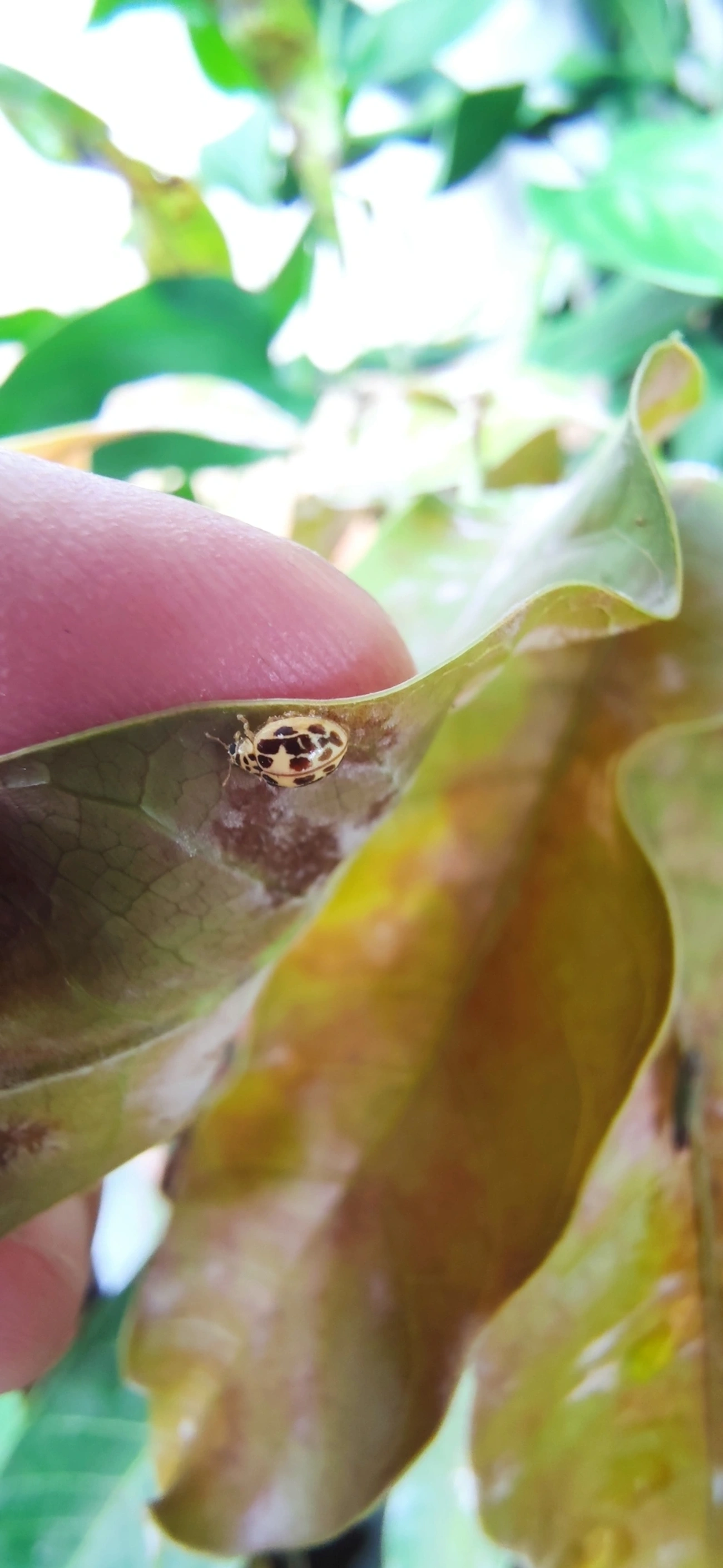 Joaninha-do-oídio (Psyllobora confluens), insetos, fotografado em Bela Vista, São Paulo
