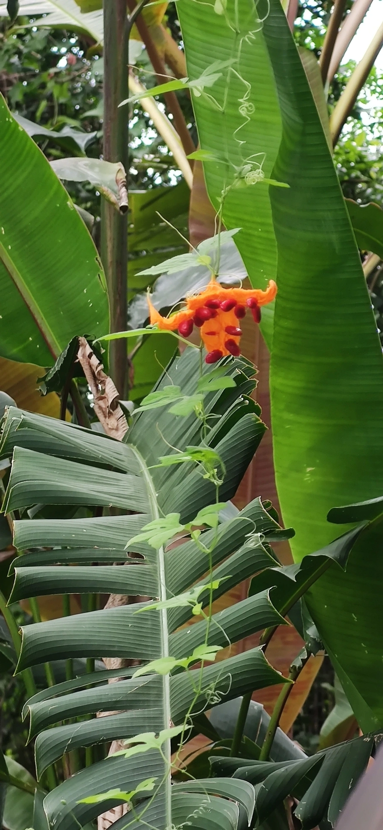 Melão-de-são-caetano (Momordica charantia), plantas, fotografado em Maresias, São Sebastião