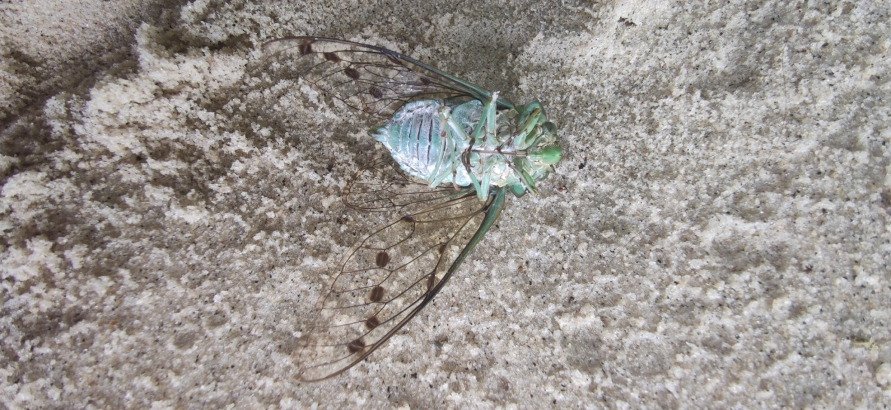 Cigarra-verde (Zammara tympanum), insetos, fotografado em Maresias, São Sebastião