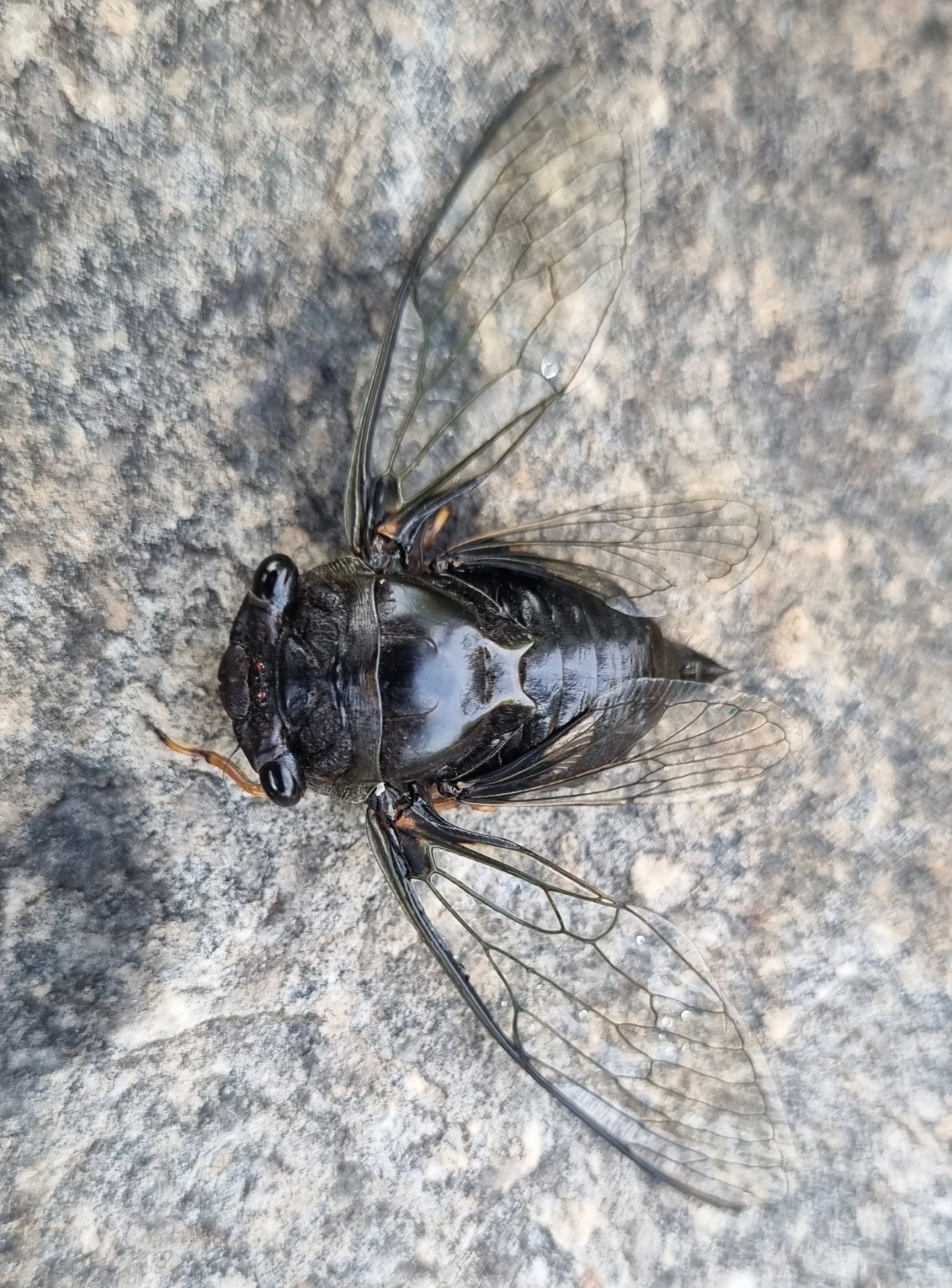 Cigarras típicas (Cicadidae), insetos, fotografado em Itu