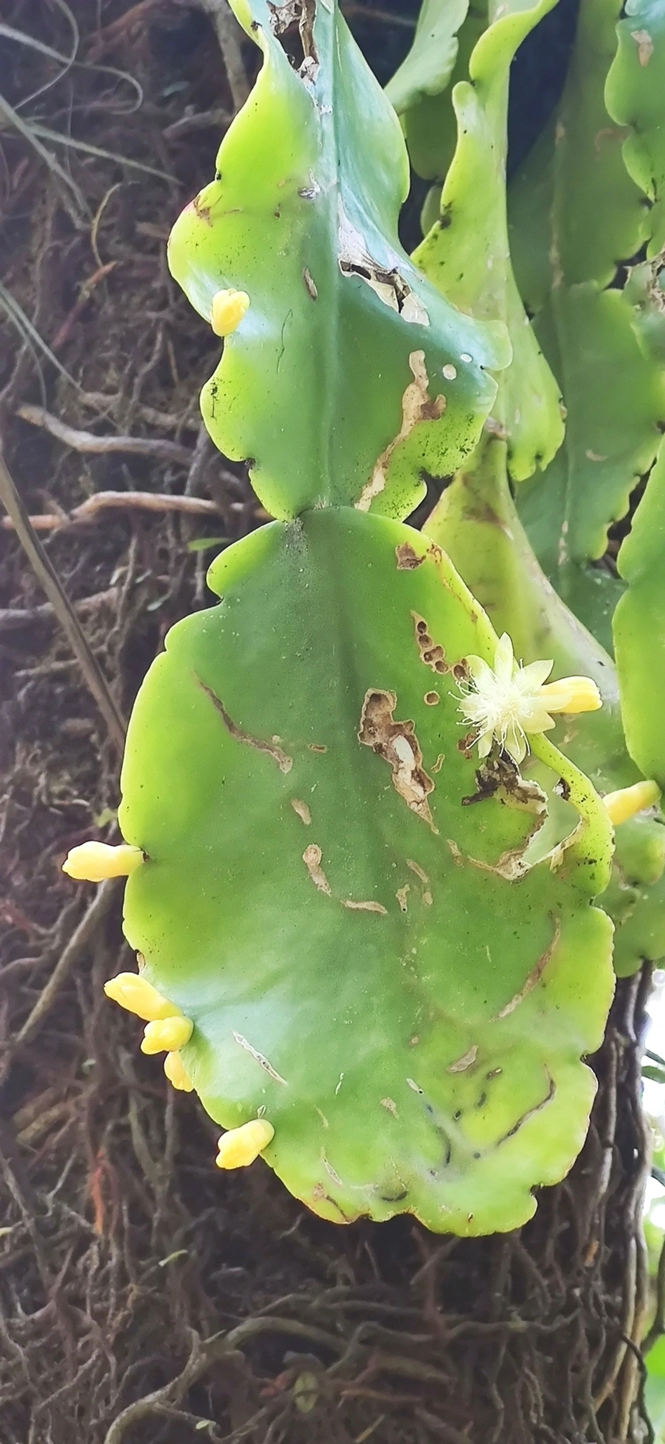 Ripsális (Rhipsalis pachyptera), plantas, fotografado em São Sebastião