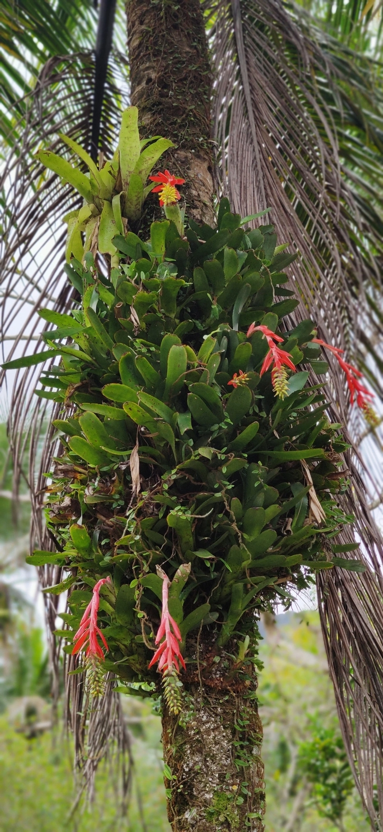 Chupa-chupa (Aechmea nudicaulis), plantas, fotografado em Maresias, São Sebastião