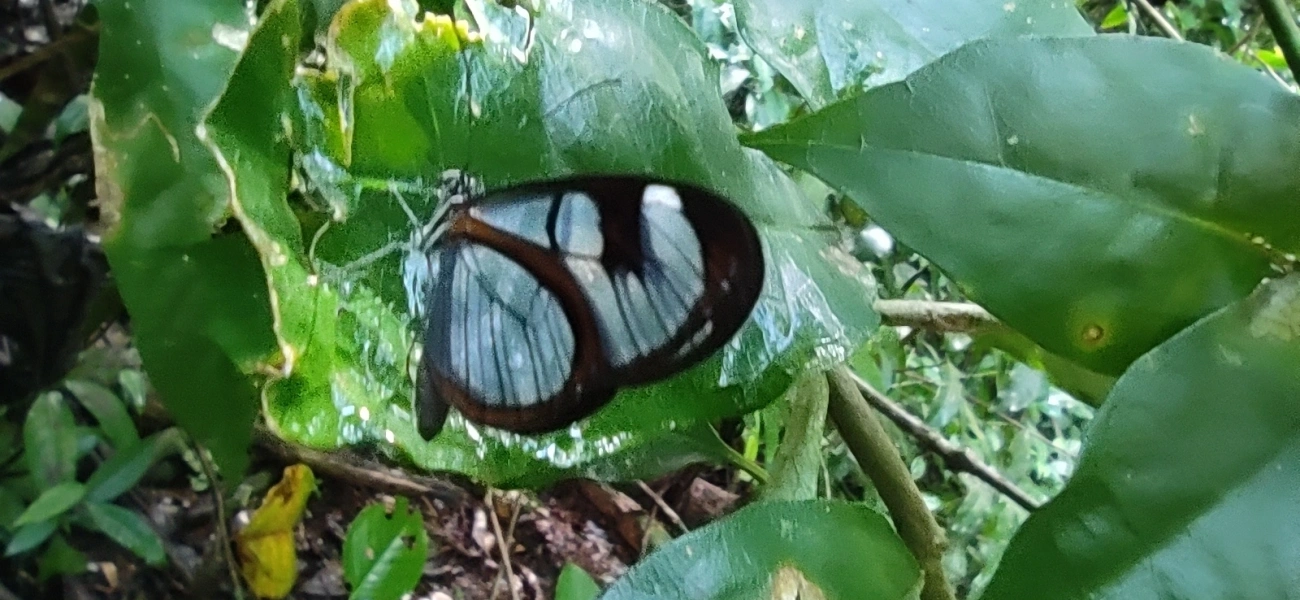 Asas-de-Vidro e Afins (Ithomiini), insetos, fotografado em Maresias, São Sebastião