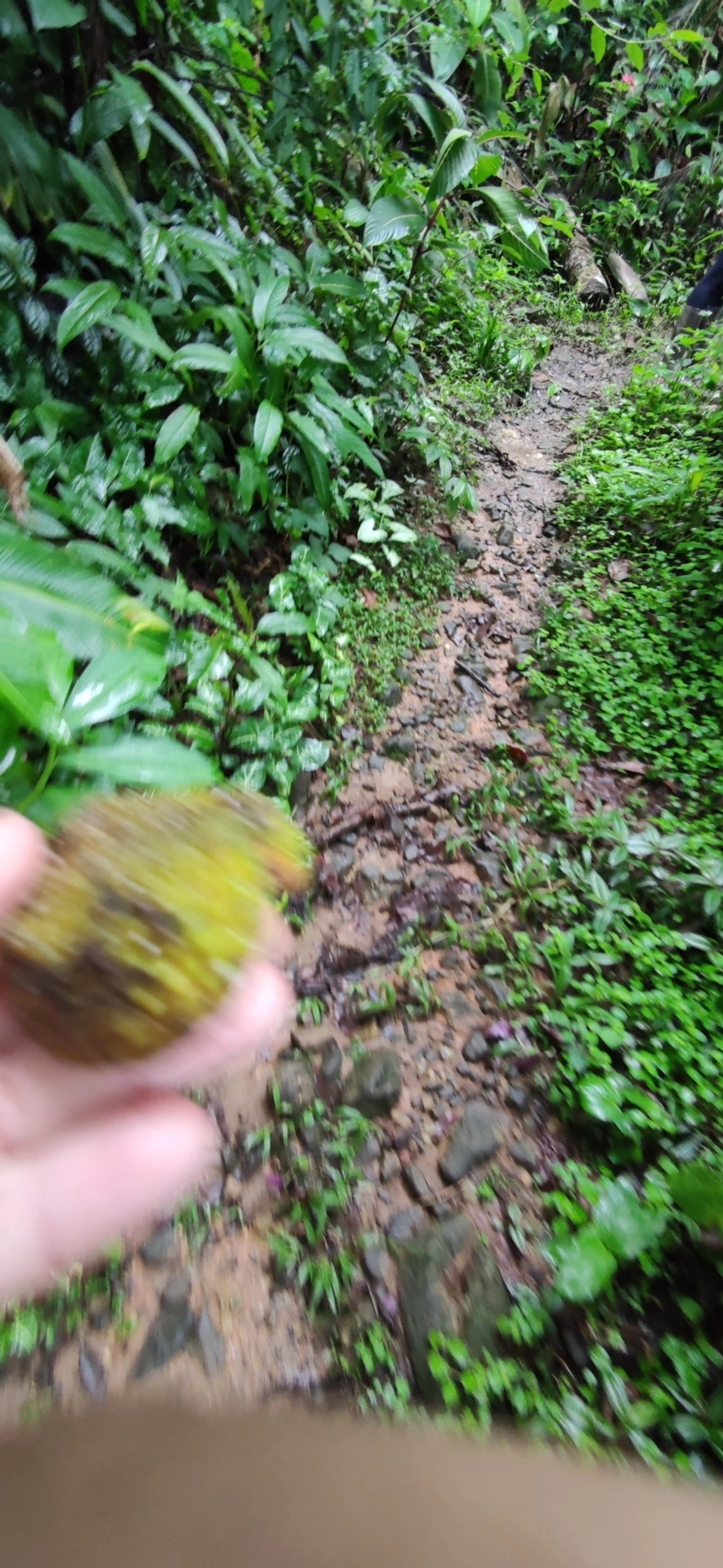 Plantas (Plantae), plantas, fotografado em Maresias, São Sebastião