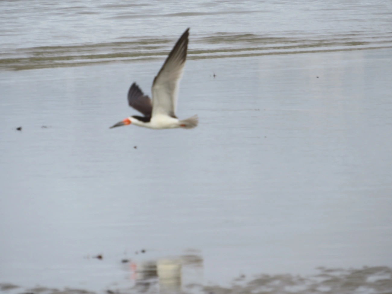 Talha-mar (Rynchops niger), aves, fotografado em Indaiá, Caraguatatuba