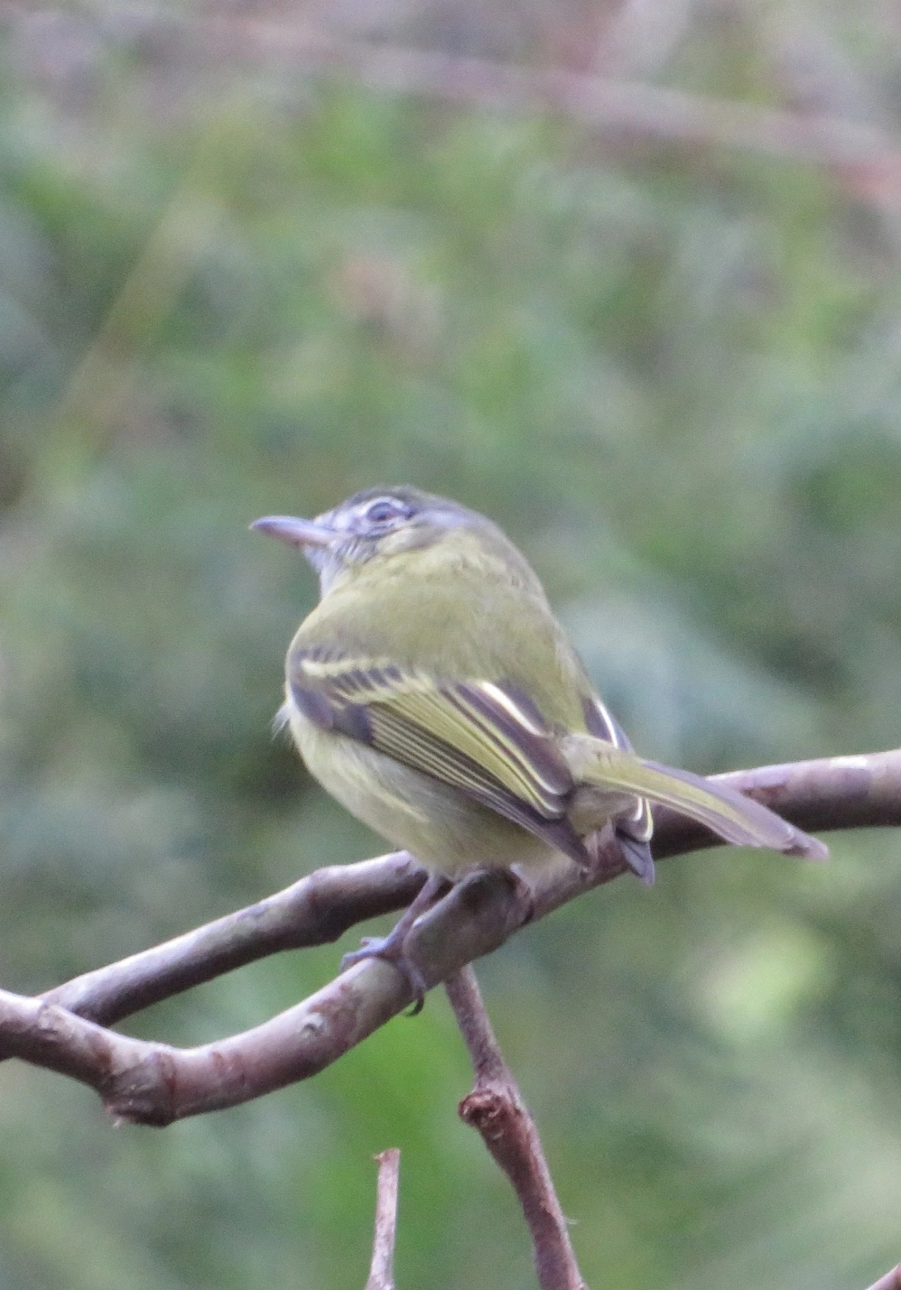 Bico-chato-de-orelha-preta (Tolmomyias sulphurescens), aves, fotografado em Maresias, São Sebastião
