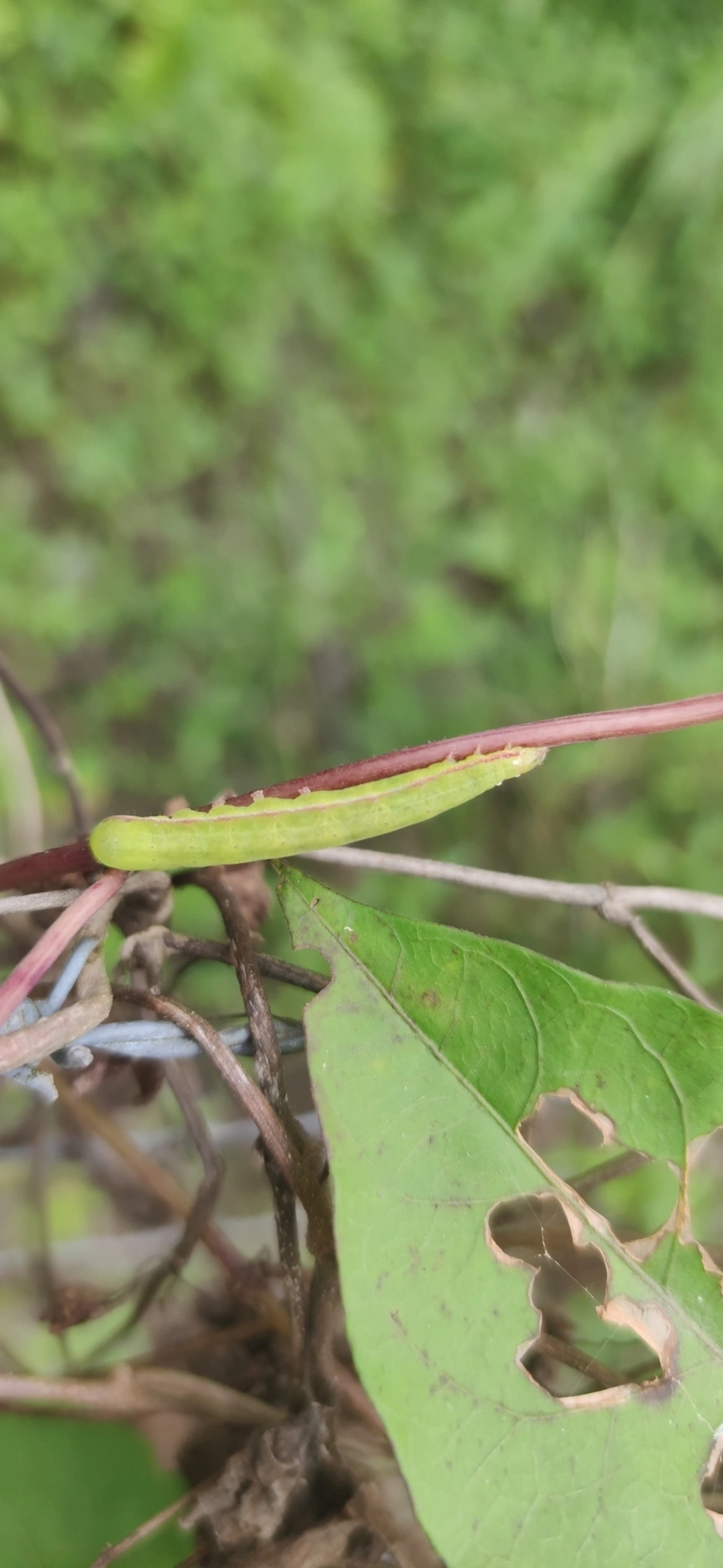 Borboletas e traças (Lepidoptera), insetos, fotografado em Maresias, São Sebastião