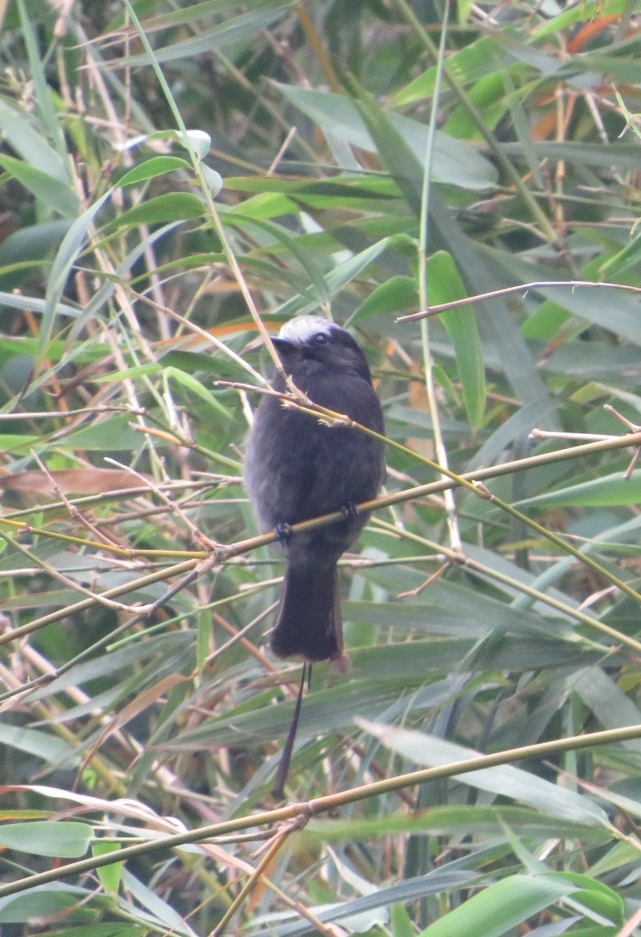 Viuvinha (Colonia colonus), aves, fotografado em Maresias, São Sebastião