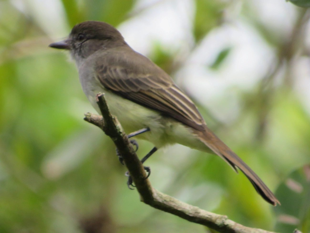 Marias-Cavaleiras e Afins (Myiarchus), aves, fotografado em Maresias, São Sebastião