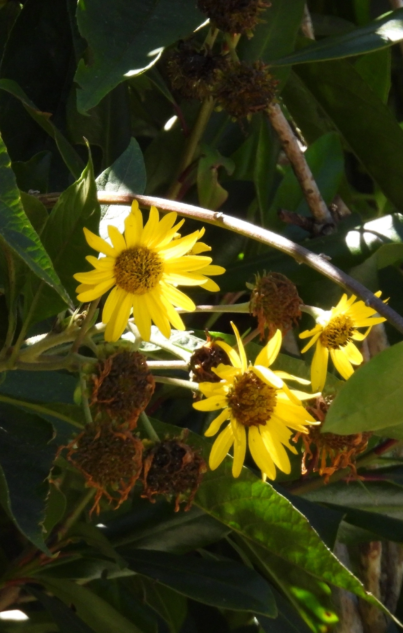 Dimerostemma, plantas, fotografado em Engenheiro Passos