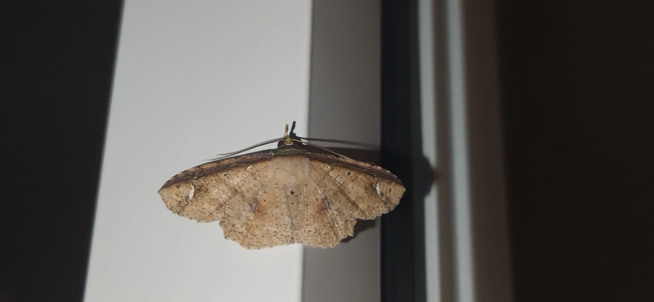 Ennominae, insetos, fotografado em Maresias, São Sebastião