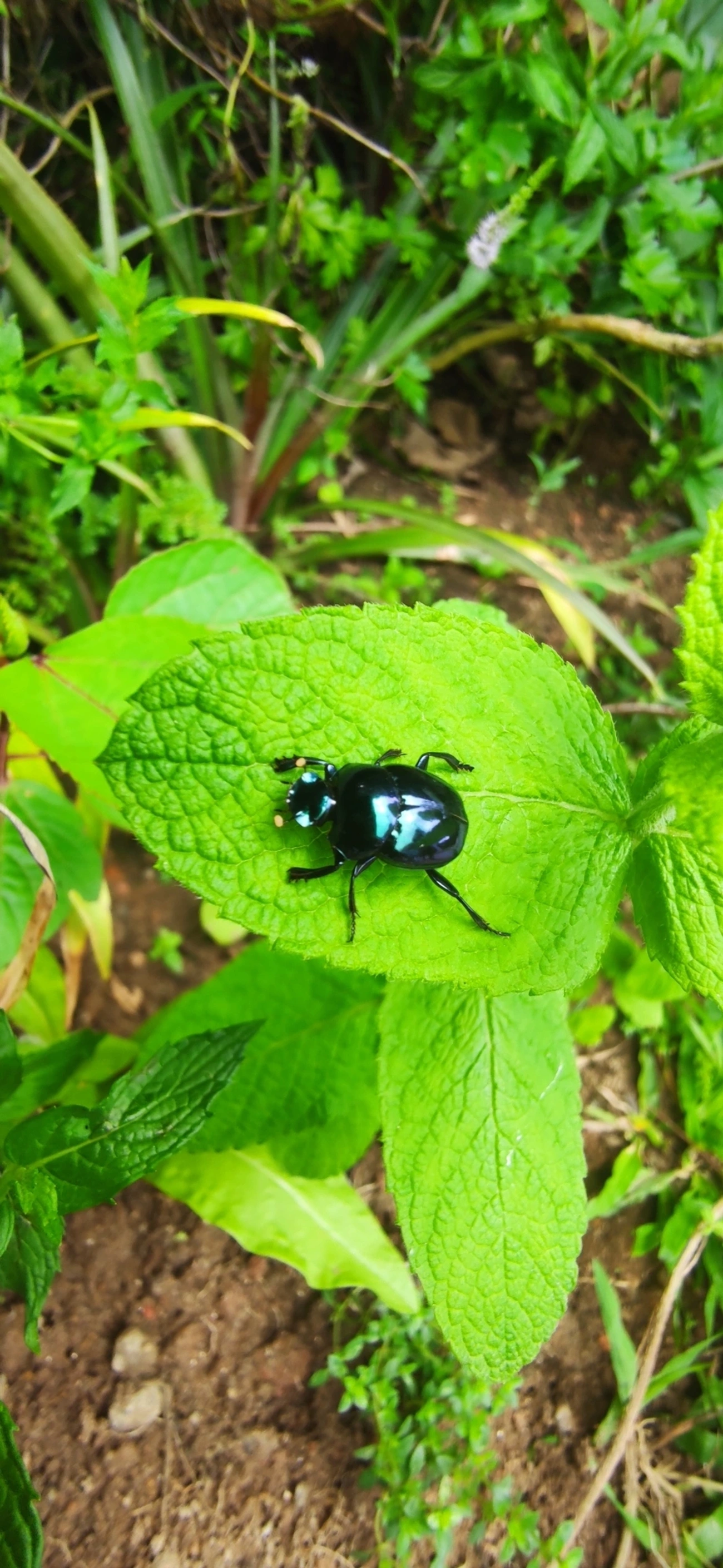 Besouro-rola-bosta (Canthon rutilans), insetos, fotografado em Maresias, São Sebastião