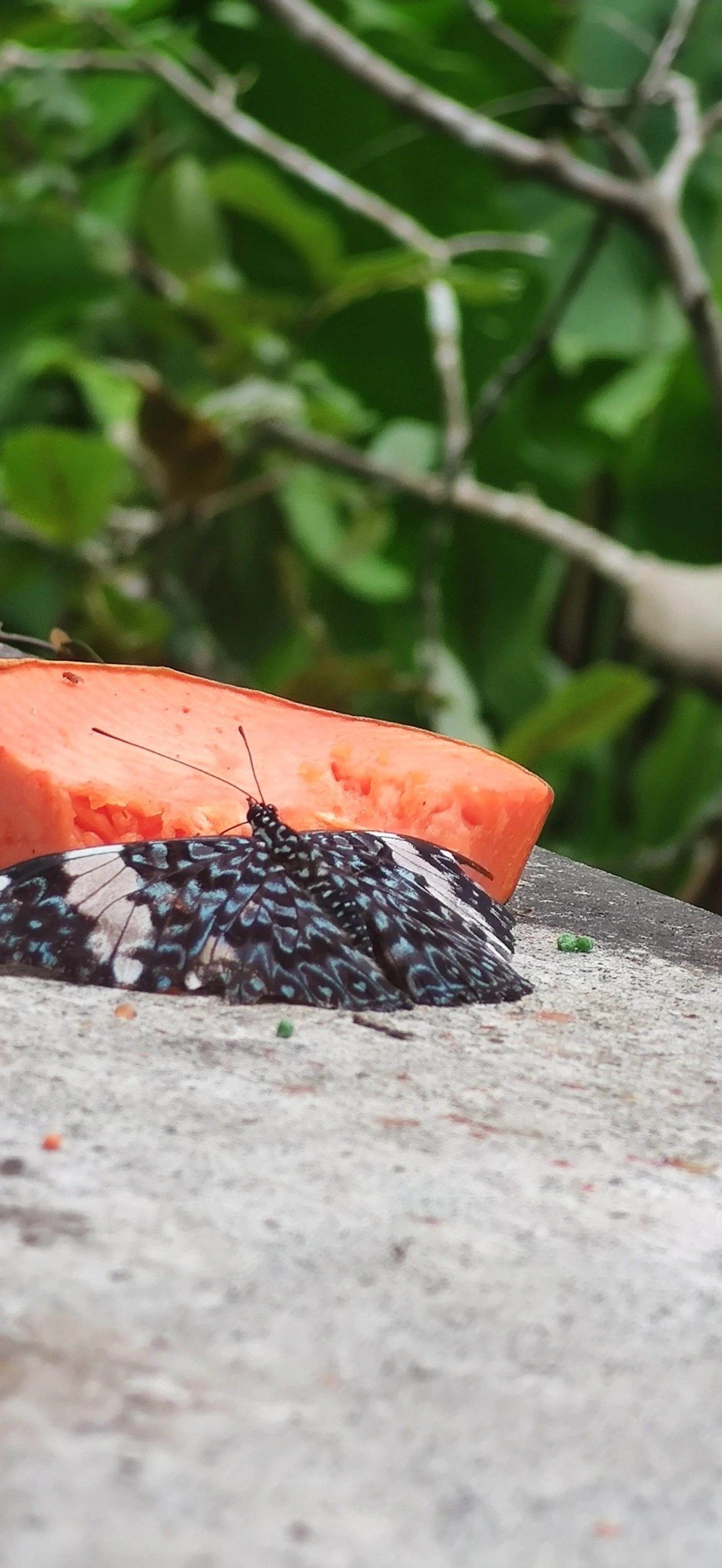 Assenta-pau (Hamadryas amphinome), insetos, fotografado em Maresias, São Sebastião