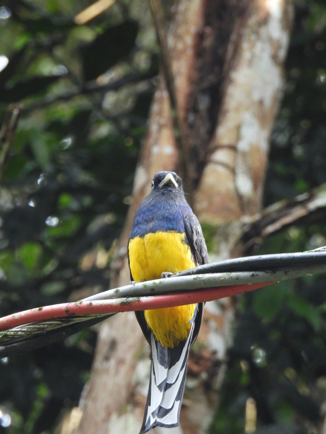 Surucuá-de-barriga-amarela (Trogon viridis), aves, fotografado em Maresias, São Sebastião