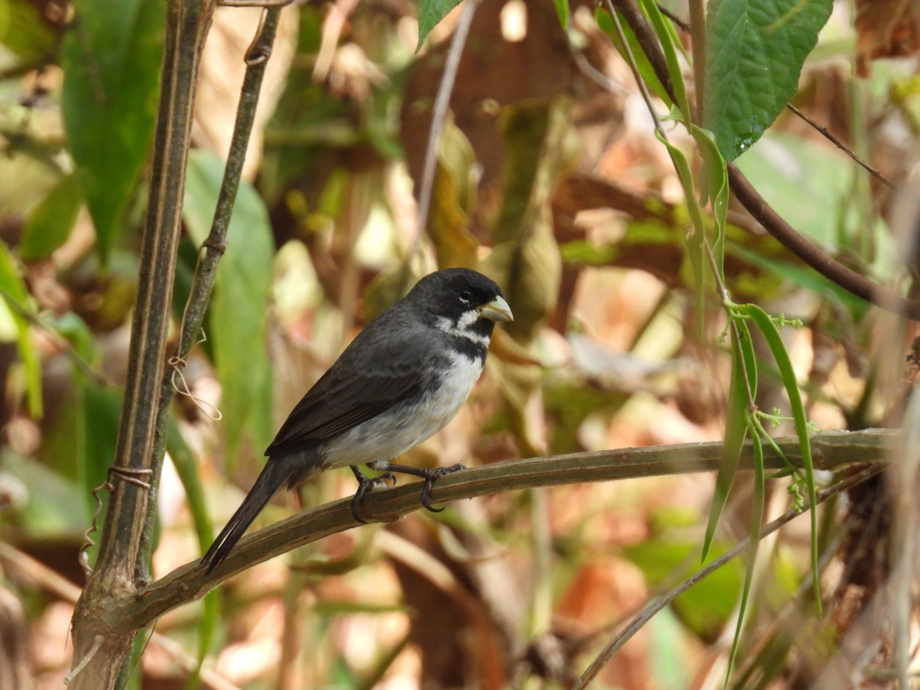 Coleirinho (Sporophila caerulescens), aves, fotografado em Itamonte