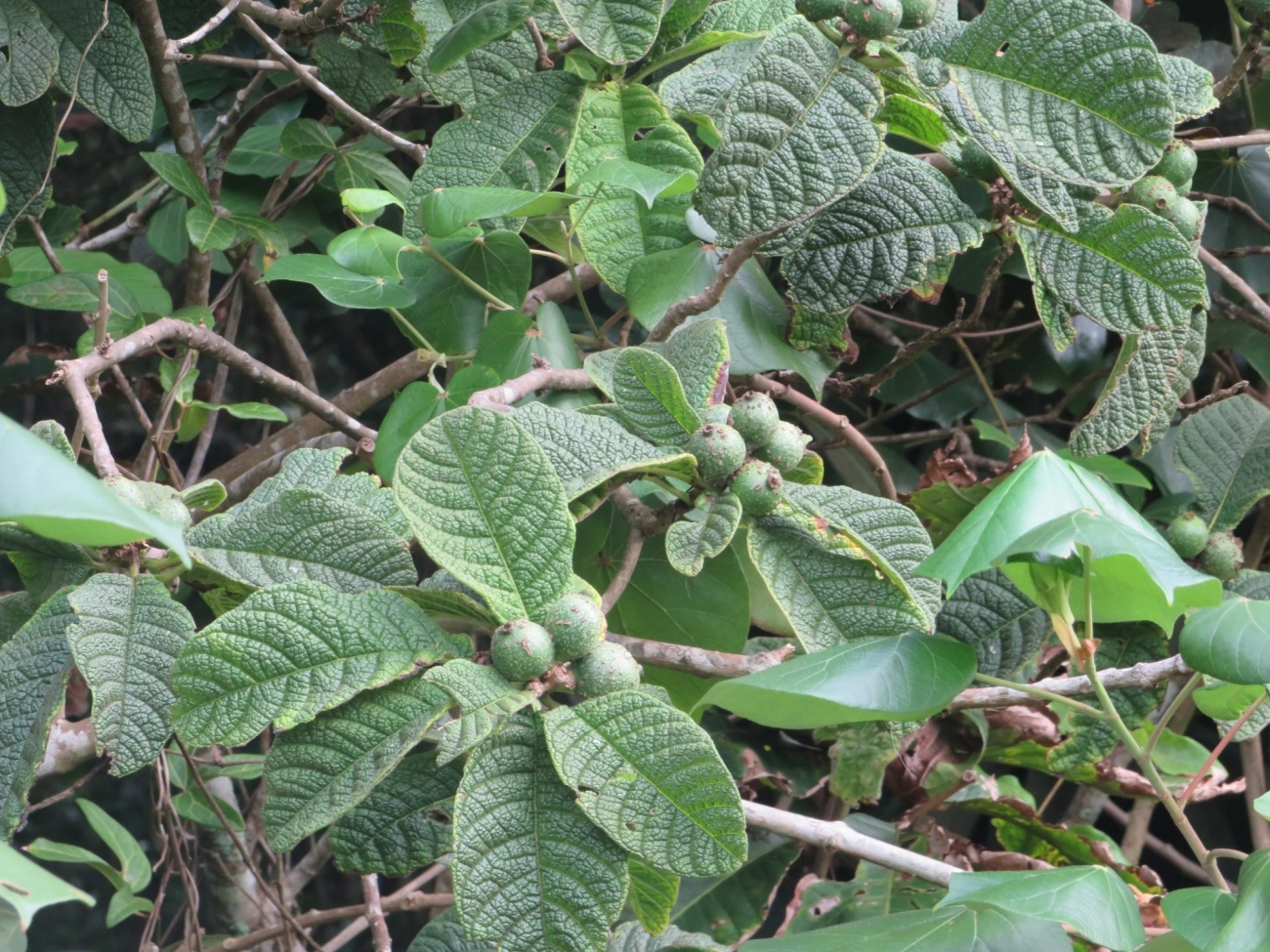 Goiabas (Psidium), plantas, fotografado em Maresias, São Sebastião