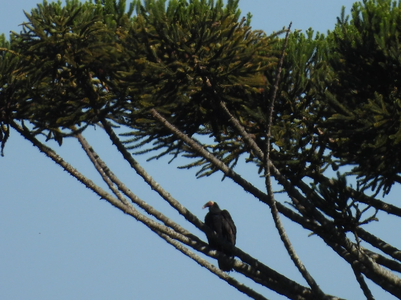 Urubu-de-cabeça-vermelha (Cathartes aura), aves, fotografado em Itamonte