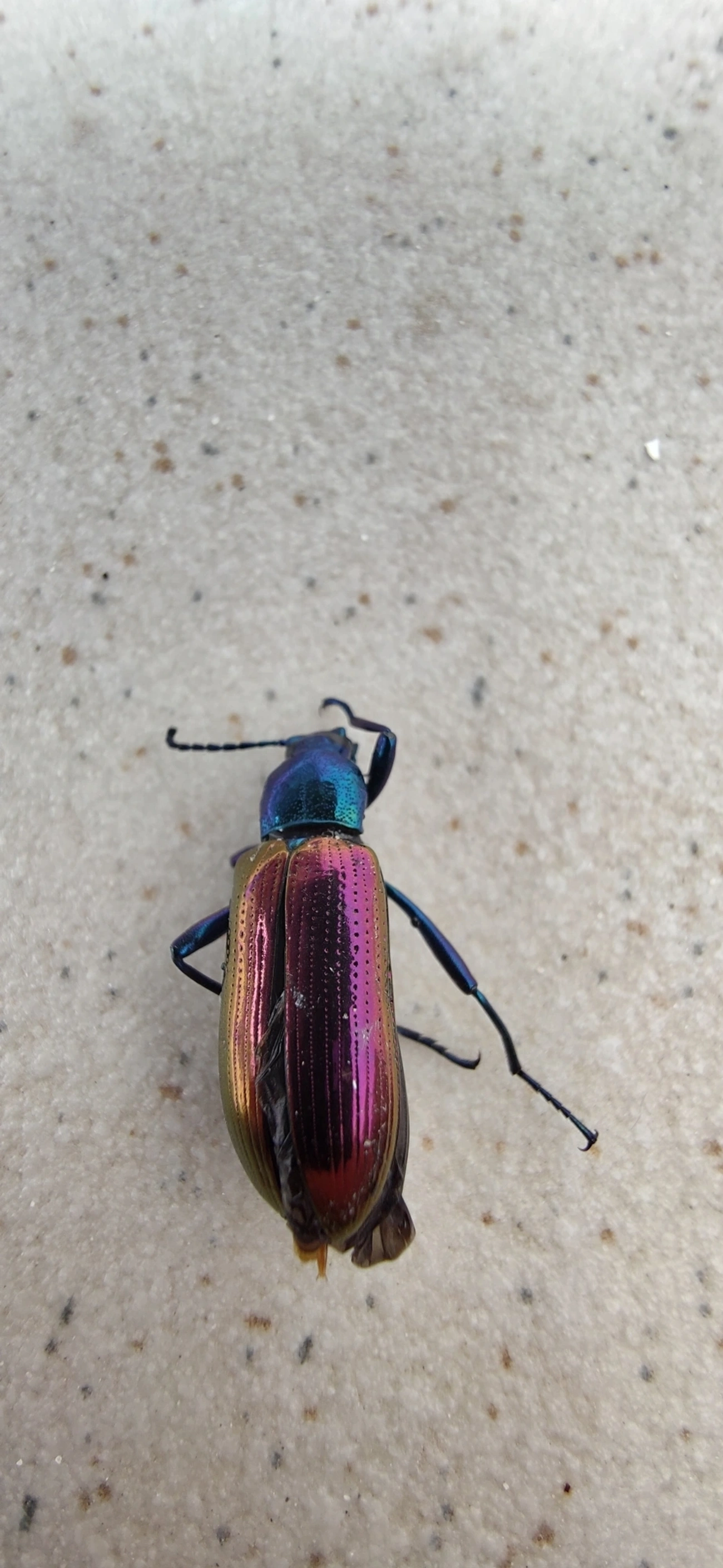 Strongylium bicolor, insetos, fotografado em Maresias, São Sebastião