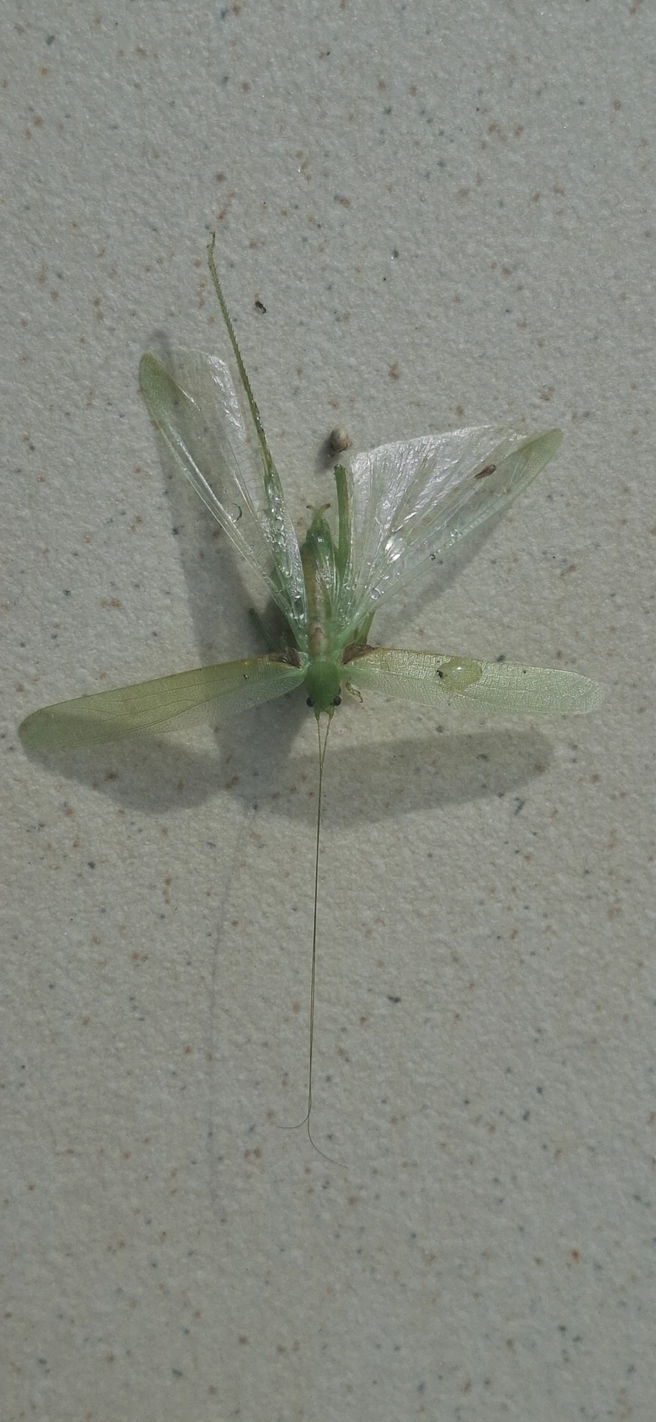Phaneropterinae, insetos, fotografado em Maresias, São Sebastião