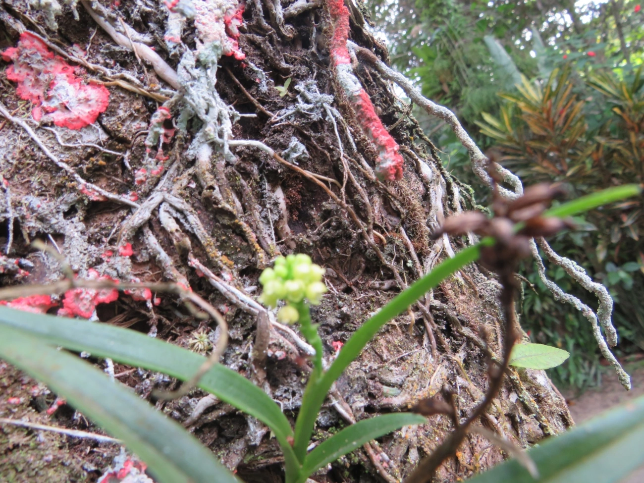 Polystachya, plantas, fotografado em Maresias, São Sebastião