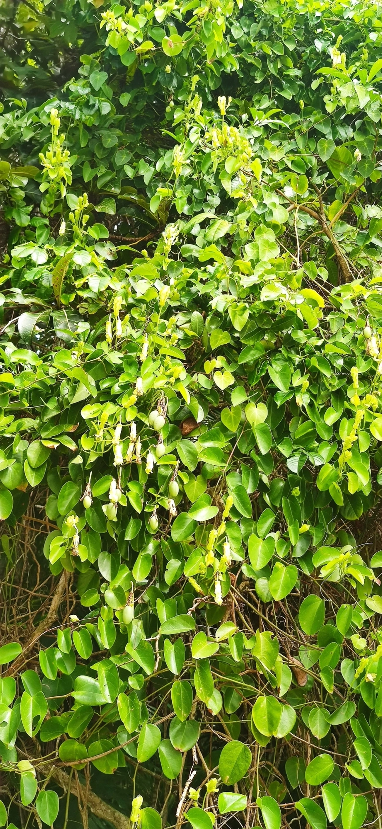 Maracujá-de-restinga (Passiflora mucronata), plantas, fotografado em Maresias, São Sebastião