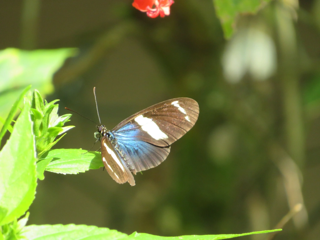 Borboleta-sara (Heliconius sara), insetos, fotografado em Maresias, São Sebastião