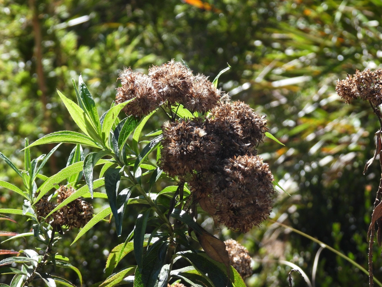 Asteroideae, plantas, fotografado em Engenheiro Passos