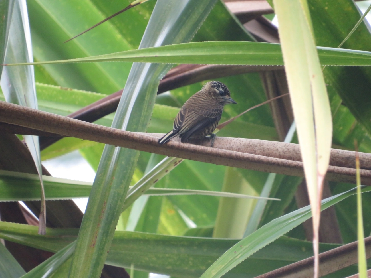 Pica-pau-anão-barrado (Picumnus cirratus), aves, fotografado em Maresias, São Sebastião