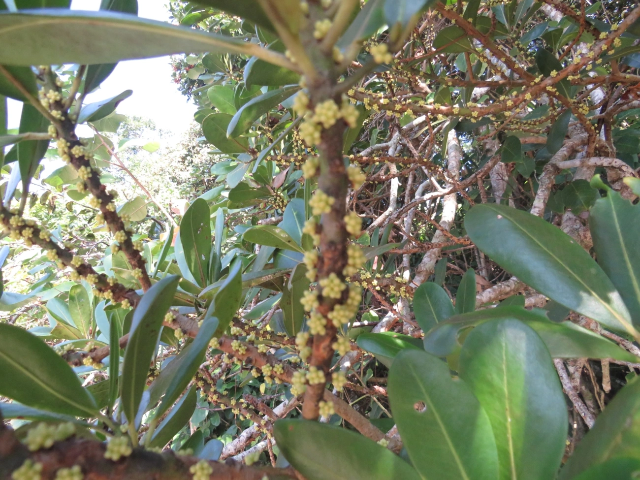Capororoca (Myrsine umbellata), plantas, fotografado em Maresias, São Sebastião