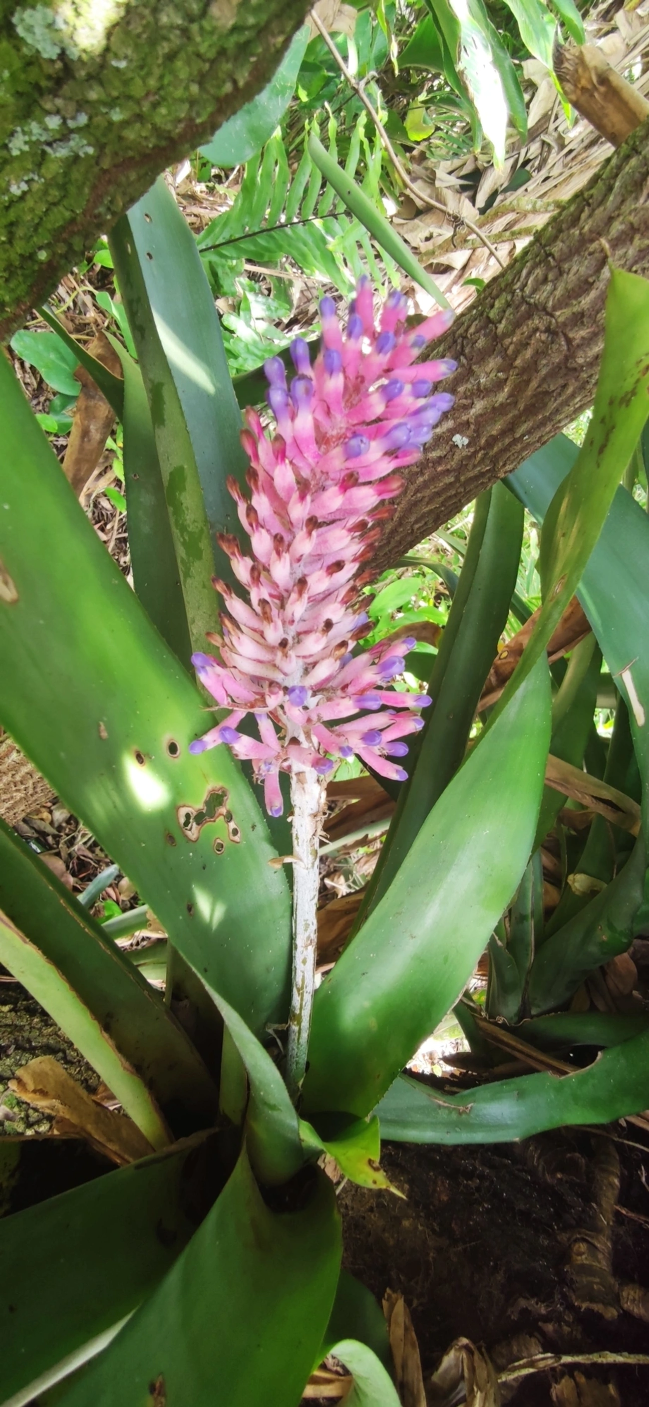 Gravata (Aechmea coelestis), plantas, fotografado em Maresias, São Sebastião