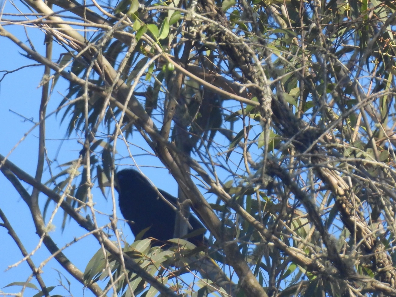 Japu (Psarocolius decumanus), aves, fotografado em Visconde de Mauá