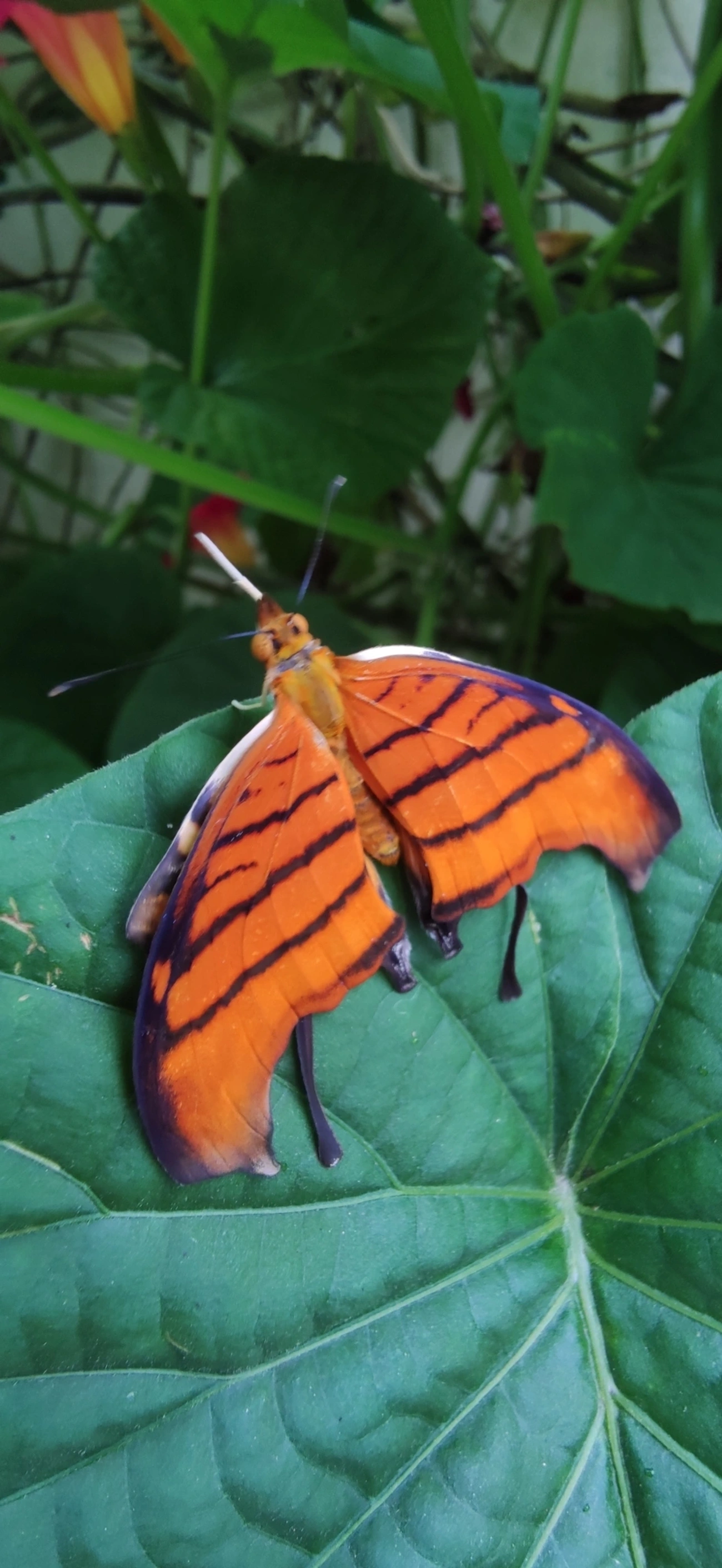 Borboleta-Asas-de-Punhal (Marpesia petreus), insetos, fotografado em Maresias, São Sebastião