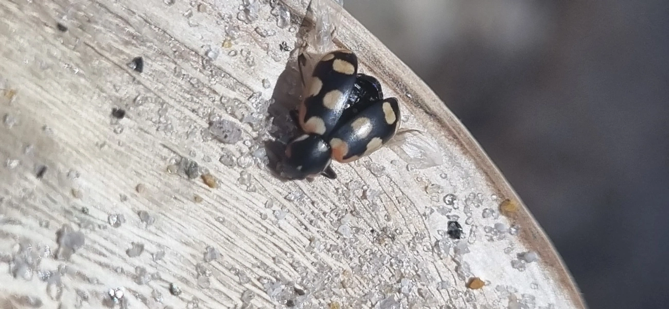 Joaninha (Eriopis connexa), insetos, fotografado em São Sebastião